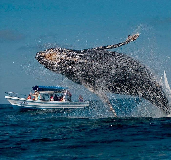 Whale Watching